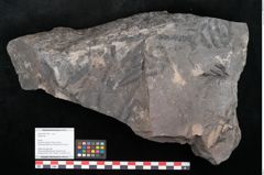 Foto (Objekt + Etikett) von Sigillaria sp.  (NHMW-GEO-2024-0188-11243)